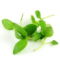 micro basil lemon